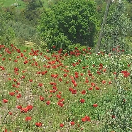 Maviay Kumluca
